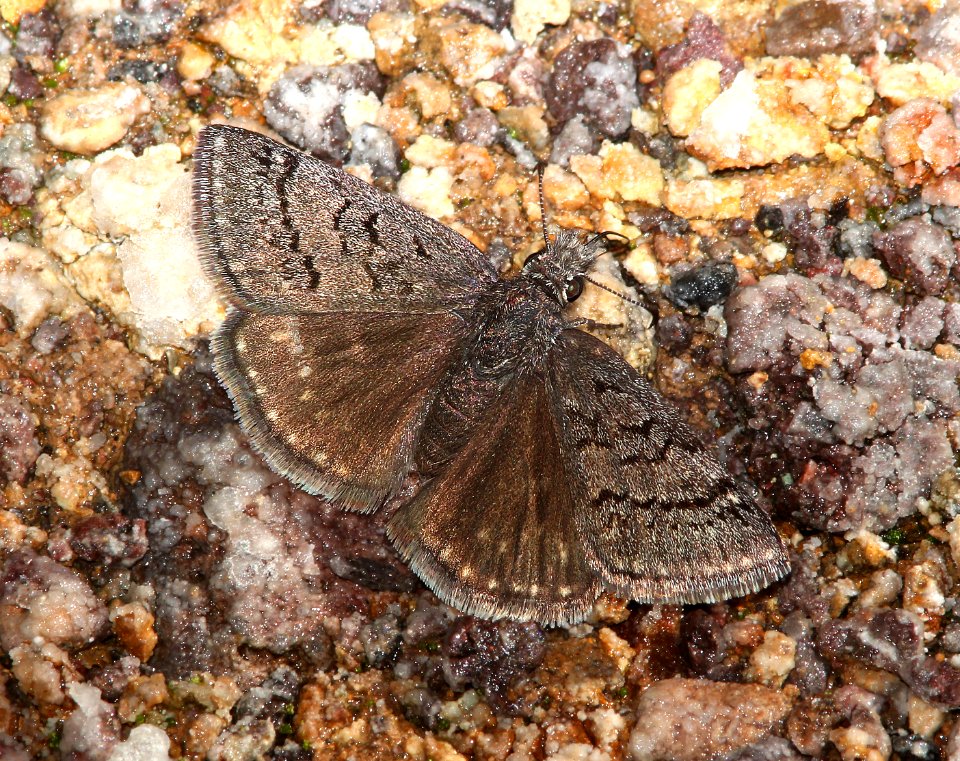 DUSKYWING, SLEEPY (Erynnis brizo) (3-31-13) red mountain road, s of patagonia, sco, az  (1)
