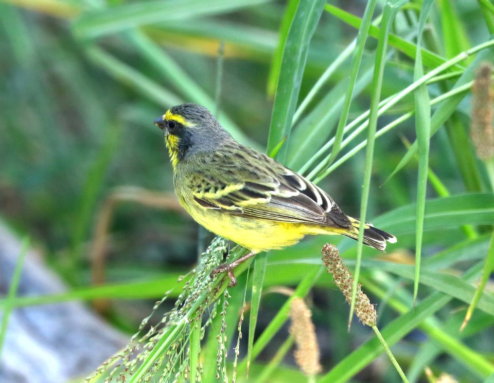 YELLOW-FRONTED CANARY (8-29-2017) makalei golf club, kalaoa, hawaii co, hawaii-02