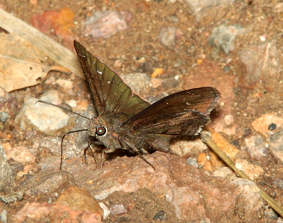 CLOUDYWING, DRUSIUS (Thorybes drusius) (7-28-11) harshaw road, scc, az -03