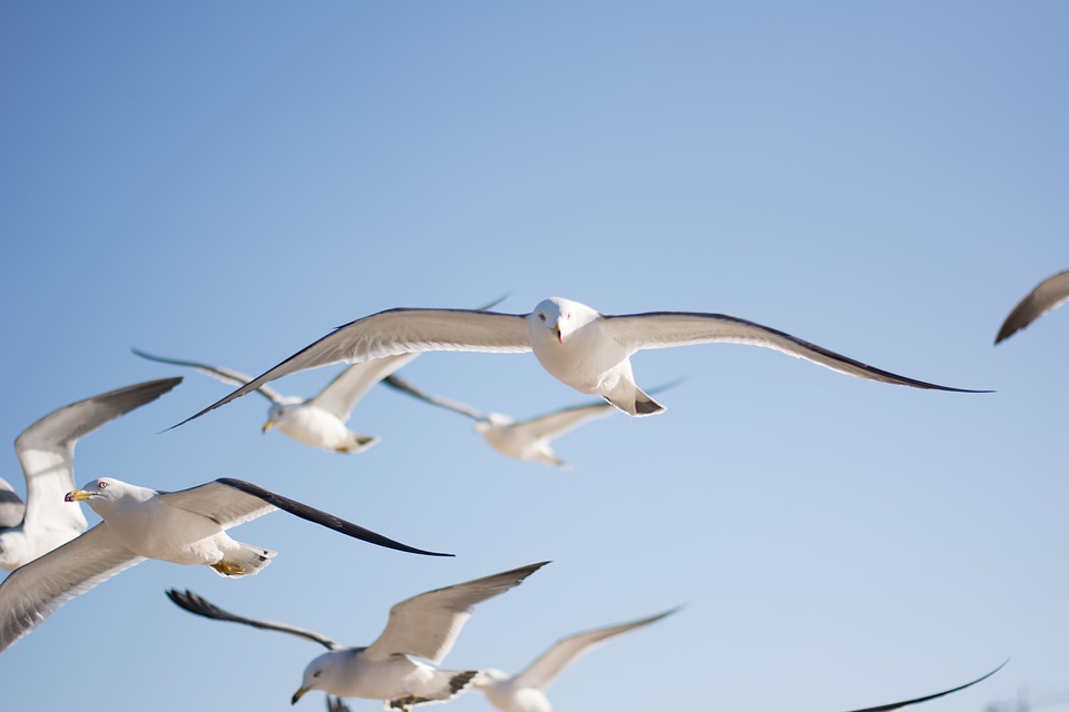 Bird sky animal