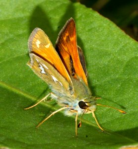 SKIPPER, WESTERN BRANDED (hesperia colorado) (8-7-08) blanco creek, co  (1)