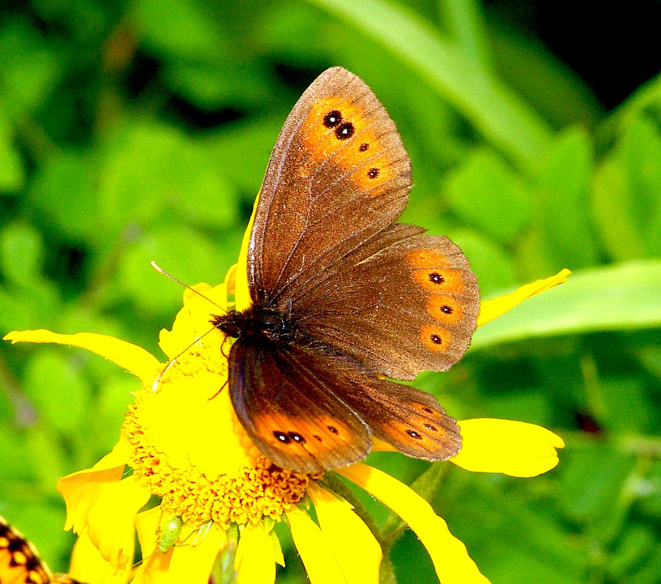 ALPINE, COMMON (Erebia epipsodea) (8-99) utah, mts   (2)