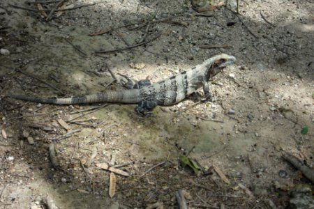 Iguana in Kalakmul