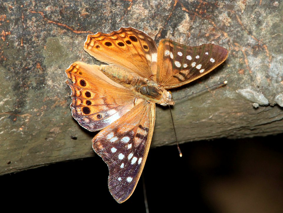 EMPRESS LEILIA (Asterocampa leilia) (4-18-12) national butterfly center, mission, tx