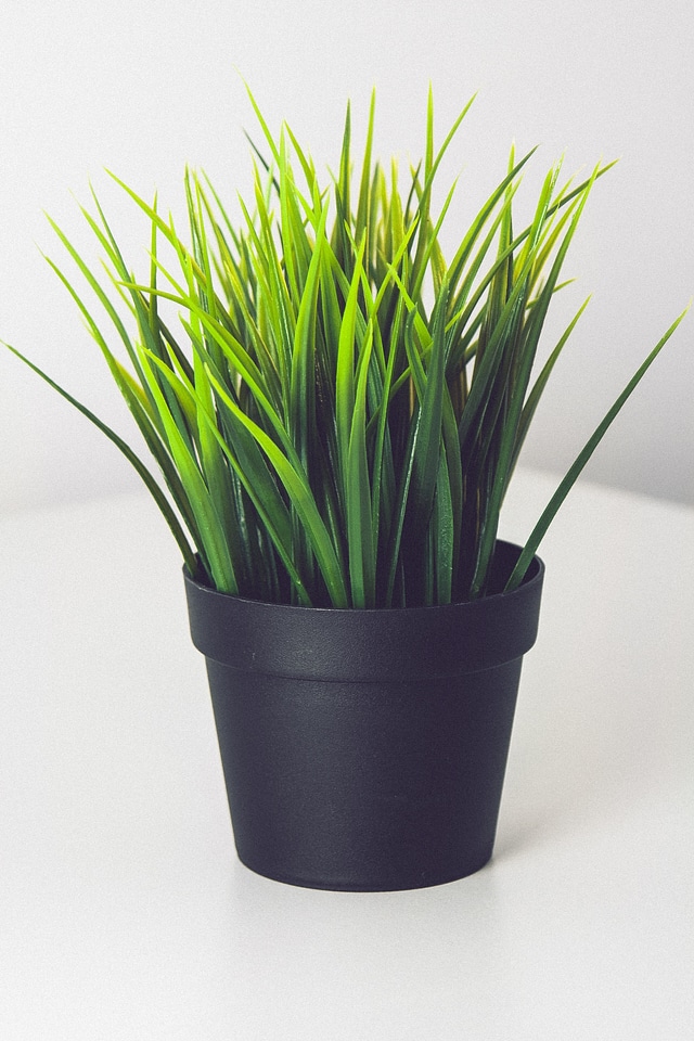 Nature herbs fresh