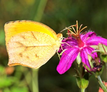 ORANGE, TAILED (Pyrisitia proterpia) (10-9-12) garden cyn, huachuca mts, cochise co, az