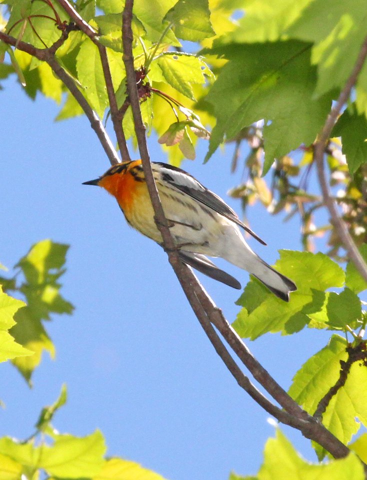 828 - BLACKBURNIAN WARBLER (5-23-2015) bolton, worcester co, ma -01