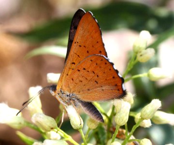 METALMARK, ARES (Emasis ares) (8-30-11) harshaw road, scc, az  (5)