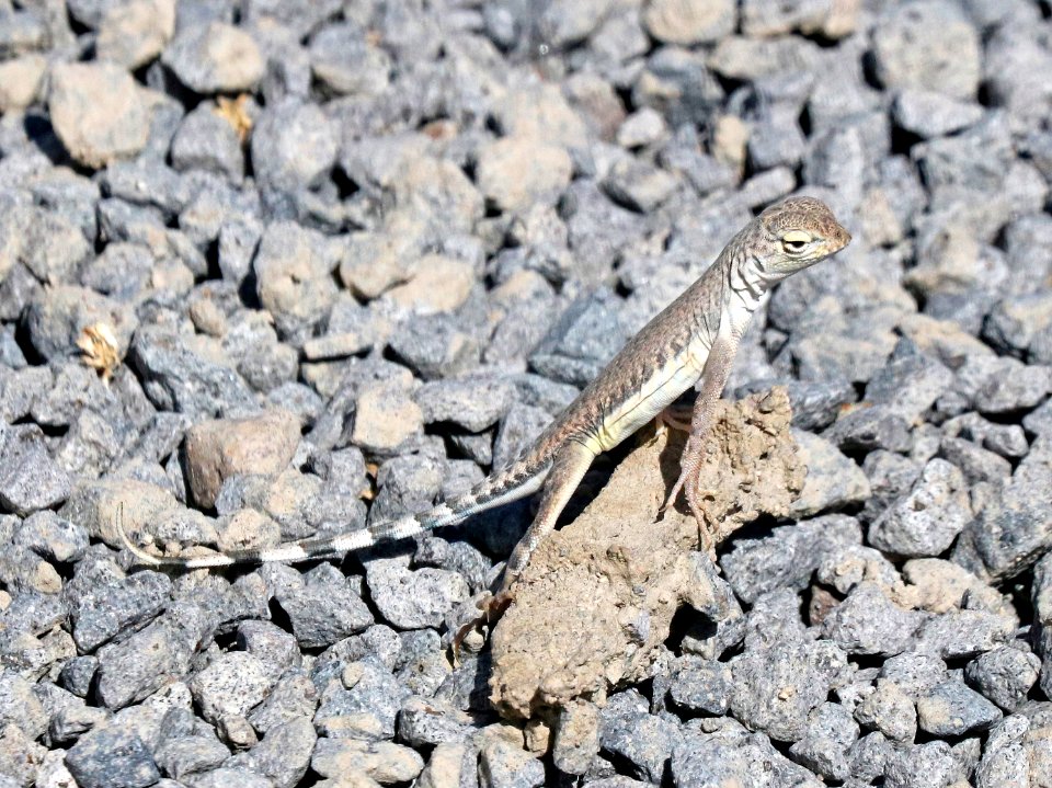 LIZARD, WESTERN ZEBRA-TAILED (Callisaurus draconoides rhodostrictus) (9-24-2015) rte 95, churchill co, nevada -03