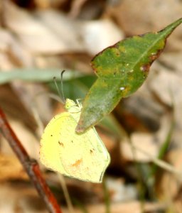 YELLOW, BOISDUVAL'S (Eurema boisduvaliana) (10-30-12) sycamore cyn off ruby road, scc, az