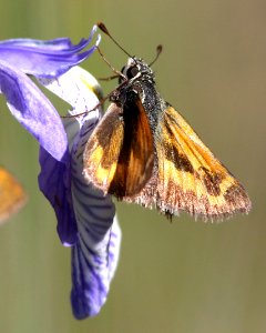 SKIPPER, MORRISON (Stinga morrisoni) (6-14-13) 8500 ft, alpine divide c g, 4 m south of alpine, apache co, az  (6)
