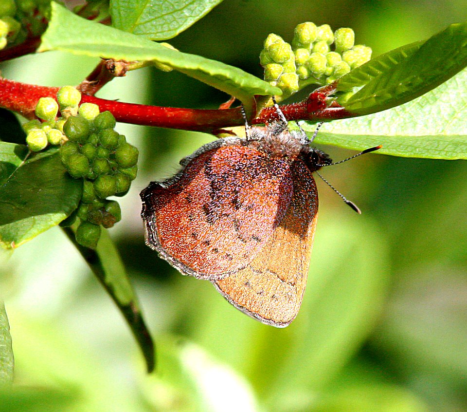 ELFIN, BROWN (callophrys augustinus) (4-30-07) cerro alto, slo co, ca (2)