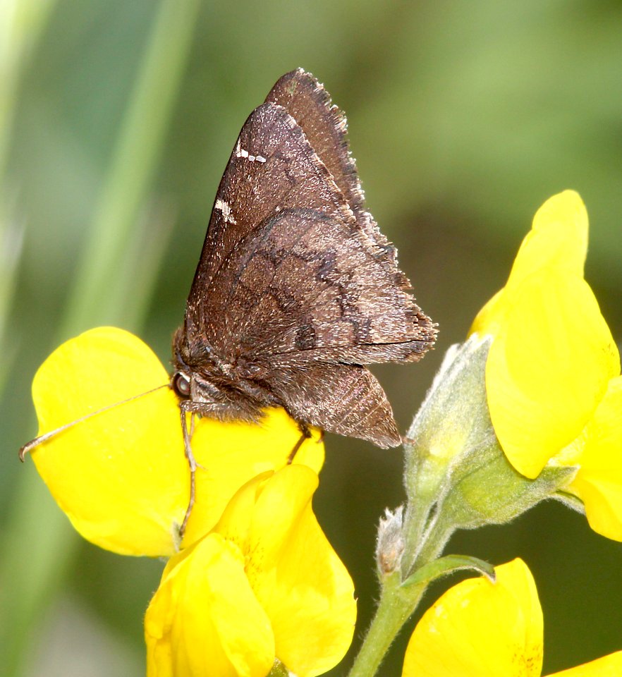 CLOUDYWING, MEXICAN (Thorybes mexicana) (6-8-13) 8500 ft, pine-oak, lake creek, 5 m east of hell's backbone, boulder mt, garfield co, ut  (1)