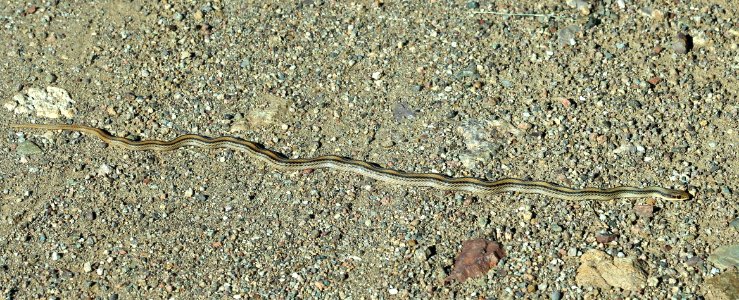 SNAKE, BIG BEND (?) WESTERN PATCH-NOSED (Salvadora hexalepis deserticola?) (8-23-2014) 78 circulo montana, patagonia lake ranch estates, scc, az (1)