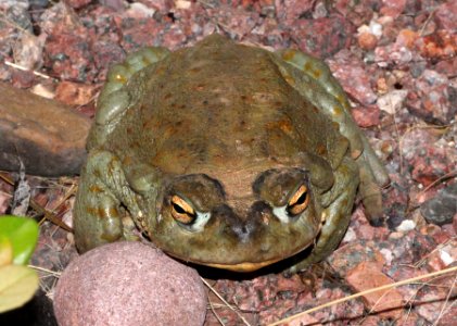 TOAD, SONORAN DESERT (Bufo alvarius) (8-6-13) 78 circulo montana, patagonia lake ranch estates, scc, az -02