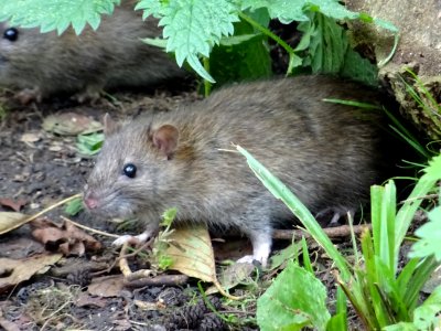 Wild Brown Rats.