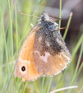 RINGLET, COMMON (Coenonympha tullia) (7-19-20150 campsite, 9600 ft, near bristol head, mineral co, co (1)
