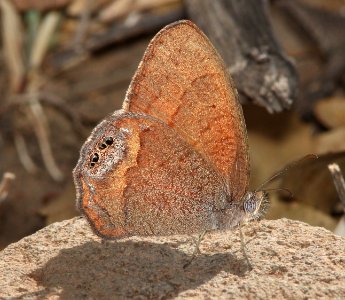 SATYR, NABAKOV'S (Cyllopsis pyracmon) (4-30-13) humboldt cyn, patagonia mts, scc, az