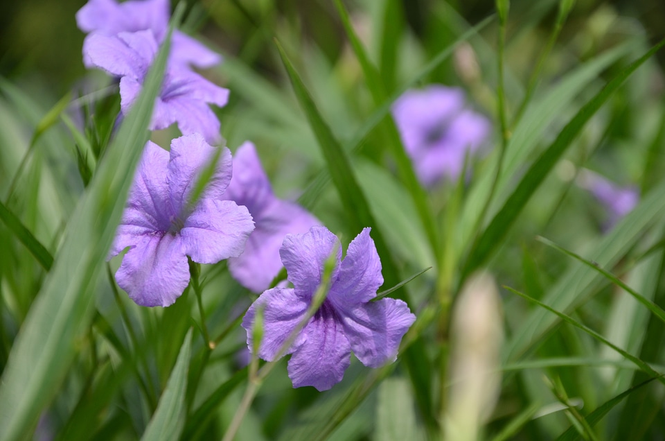Flower plant grass