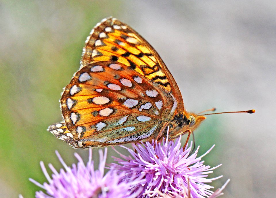 FRITILLARY, EDWARD'S (Speyeria edwardsii) (8-20-12) near bristol peak, n-w of creede, mineral co, co  (10)