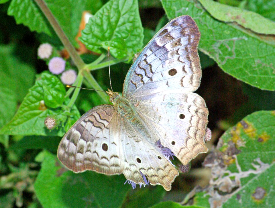 PEACOCK, WHITE (Anartia jatrophae) (1-13-09) edinburg birding center, tx