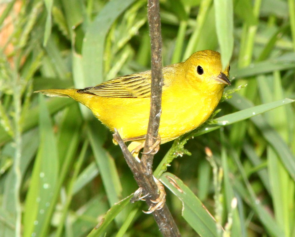 829 - YELLOW WARBLER (8-30-13) pena blanca lake, scc, az -02
