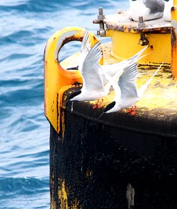 386 - ROSEATE TERN (5-3-14) en-route to dry tortugas, monroe co, fl -04