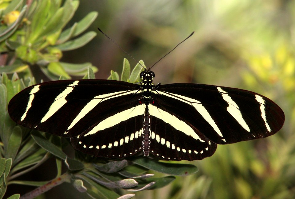 HELICONIAN, ZEBRA (Heliconius charithonia) (3-8-13) key west, monroe co, fl  (1)
