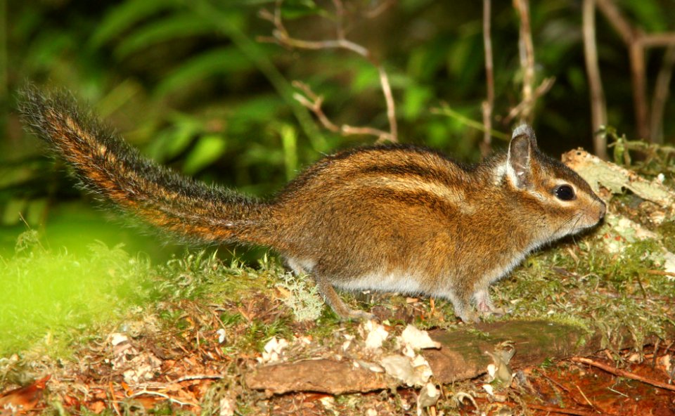 CHIPMUNK, TOWNSEND'S (Tamias townsendii) (6-11-2014) rte 19,l eastern lane co, oregon -01