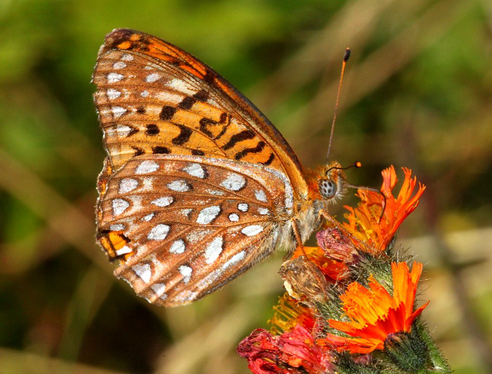 FRITILLARY, ATLANTIS (Speyeria atlantis) (8-9-09) stonington, me  (1)