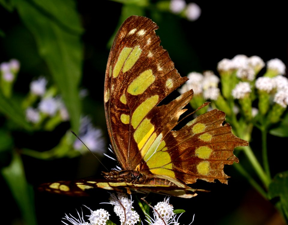 MALACHITE (Siproeta stelenes) (10-30-2015) national butterfly center, mission, hidallgo co, tx -01
