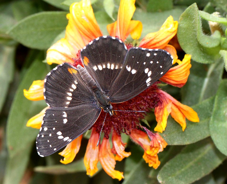 PATCH, BORDERED (Chlosyne lacinia) (9-1-11) 78 circulo montana, patagonia lake ranch estates, scc, az