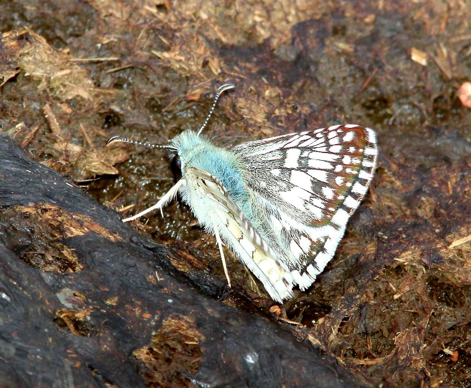 CHECKERED-SKIPPER, COMMON or WHITE (Pyrgus communis or albescens) (9-12-10) san rafael valley, scc, az  (2)
