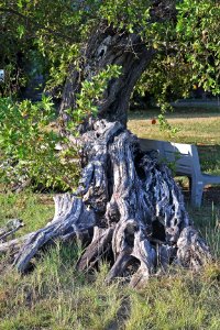 38 - FT JEFFERSON, Garden & Bush Keys, May 2-5, 2014