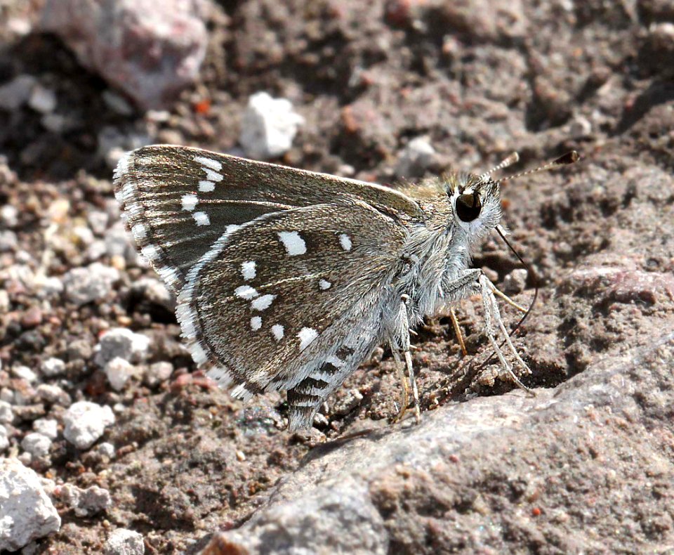 ROADSIDE-SKIPPER, DOTTED (Amblyscirtes eos) (8-30-11) bog hole, scc, az  (2)