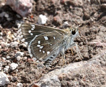 ROADSIDE-SKIPPER, DOTTED (Amblyscirtes eos) (8-30-11) bog hole, scc, az  (2)