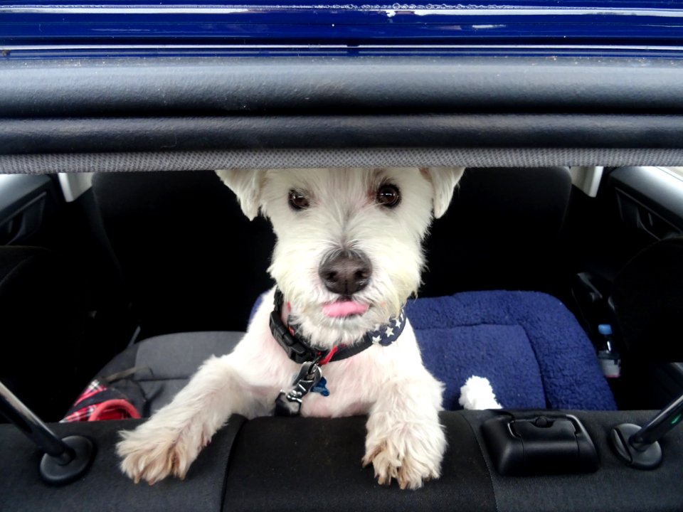 MY CARPET (CAR PET)
