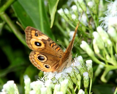 BUCKEYE, MANGROVE (junonia genoveva) (1-22-10) e nat park, fl  (1)