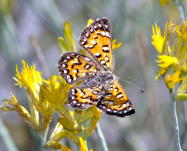 METALMARK, BEHR'S (Apodemia virgulti) (10-7-07) carrizo plain nat mon, slo co, ca (1)