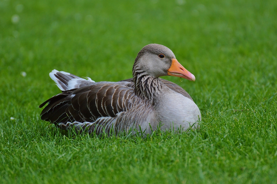 Water bird poultry bill