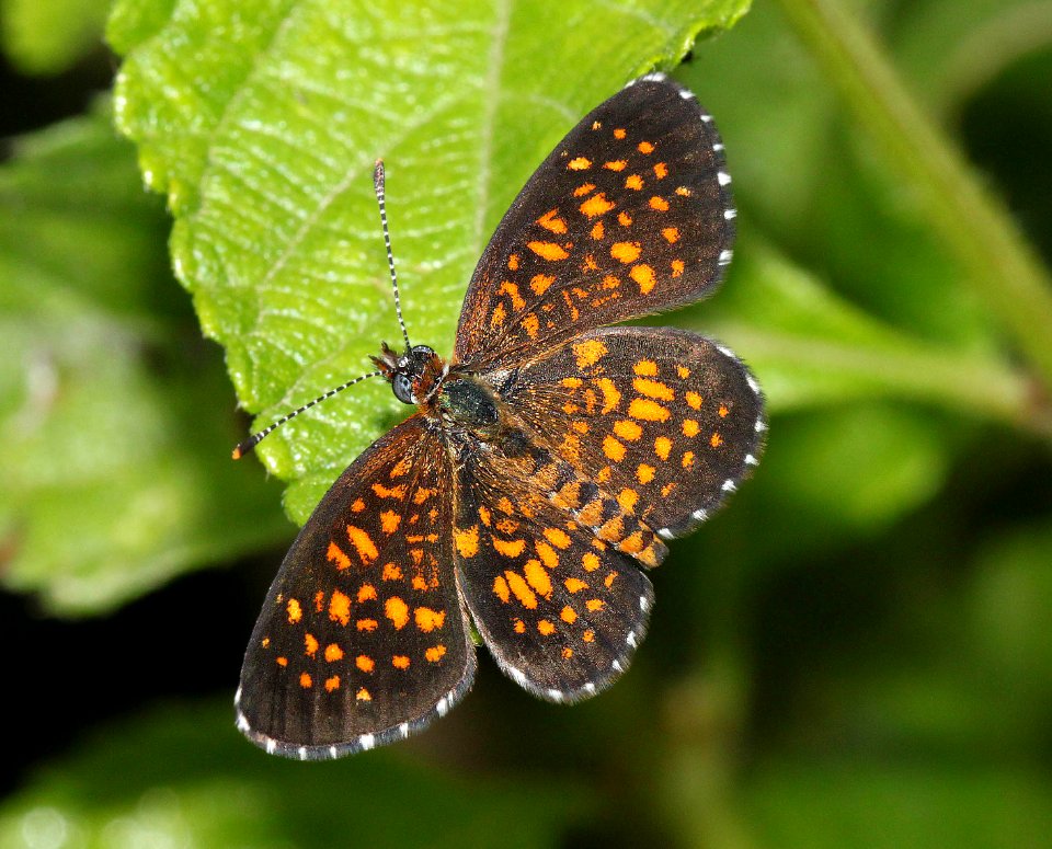 CHECKERSPOT, ELADA (Texola elada) (4-18-12) national butterfly center, mission, tx -02