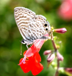 BLUE, MARINE (Leptotes marina) (4-18-12) national butterfly center, mission, tx -01