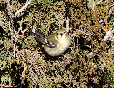 827 - BAY-BREASTED WARBLER (12-31-13) mt view cemetary, deming, luna co, nm (13)