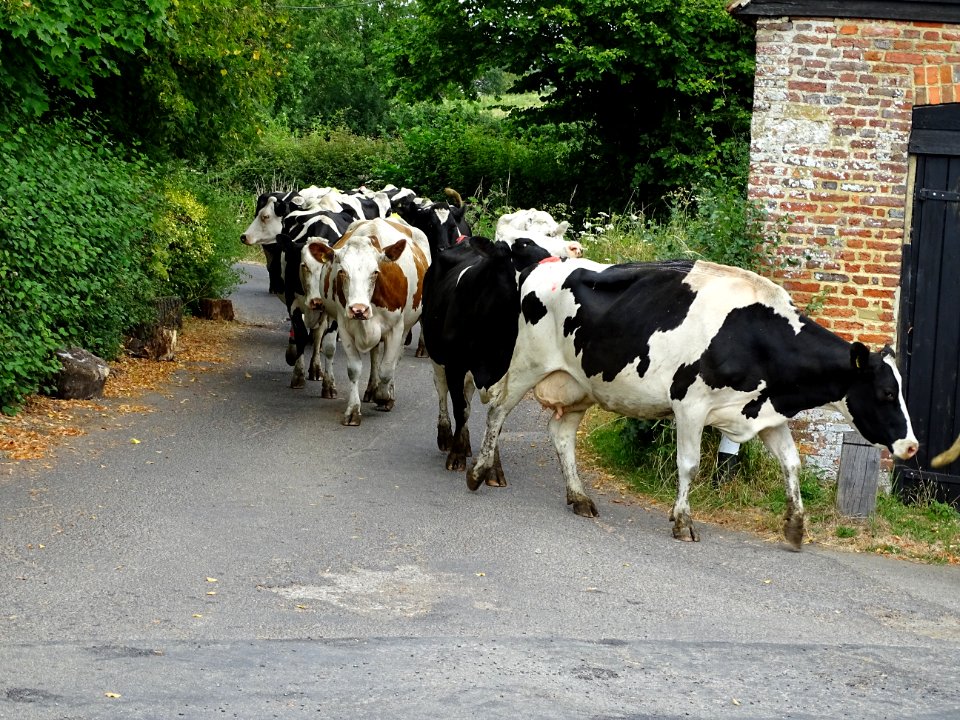 Cows going for a walk