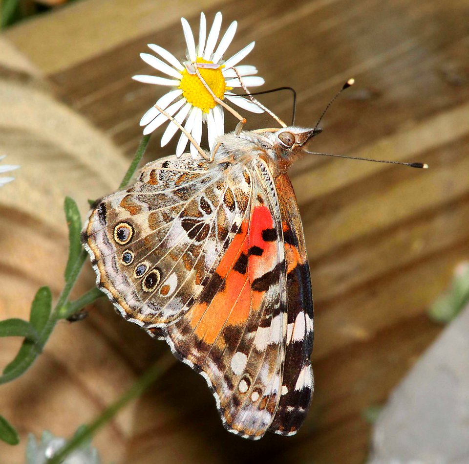 LADY, PAINTED (Vanessa cardui) (4-30-12) south of rocksprings, edwards co, tx -01
