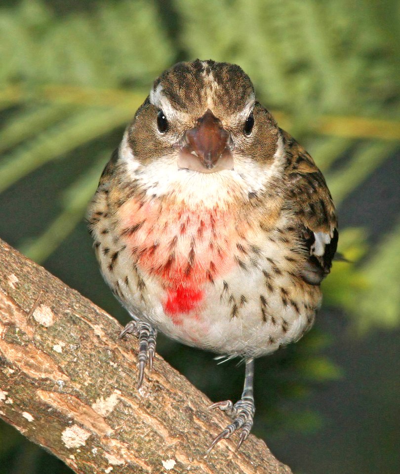 919 - ROSE-BREASTED GROSBEAK (12-17-08) hatch year male, canet rd, slo co, ca (8)
