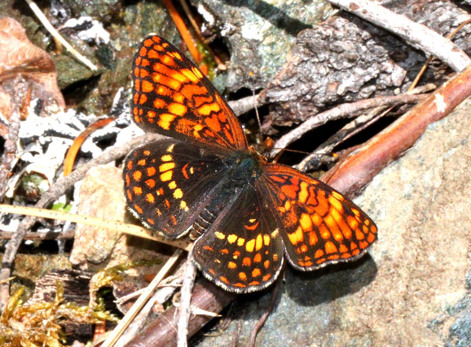 CHECKERSPOT, NORTHERN ( Chlosne palla) (6-17-12) male, cook and green pass area, siskiyou co, ca  (1)