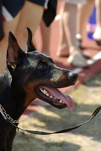 Dog animal competition