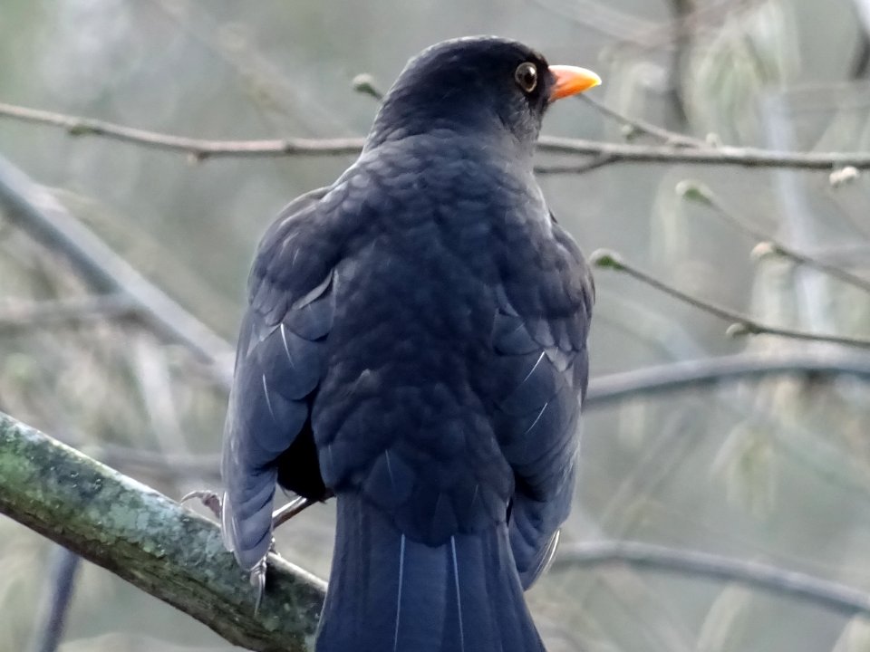 BLACKBIRD