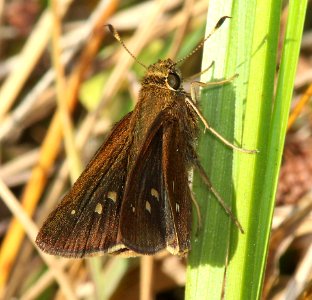 SKIPPER, TWIN-SPOT (Oligoria maculata) (2-24-13) kissimmee lake state park, osceola co, fl   (5)